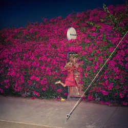 feist-album-pleasure.jpg