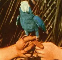 Andrew Bird <i>Are You Serious</i> 8