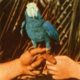 Andrew Bird <i>Are You Serious</i> 6