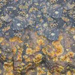 Arandel <i>Solarispellis</i> 4