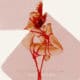 Asaf Avidan : "The Study On Falling" 7